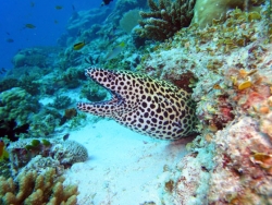 Similan Islands - Segeln und Tauchen in Phuket